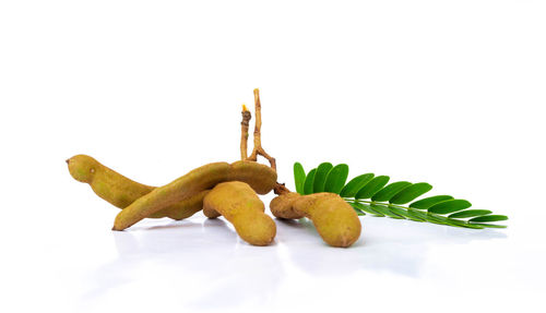 Close-up of stuffed toy against white background