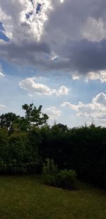 Trees growing on field against sky