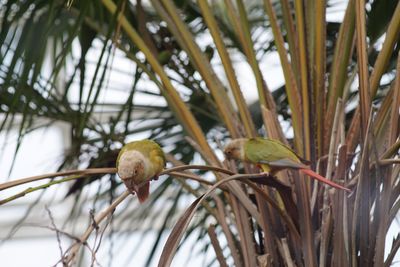 Low angle view of bird perching on tree