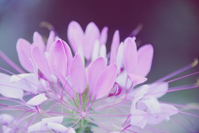 Close-up of pink flowering plant