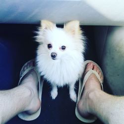 Low section of man with pomeranian in vehicle