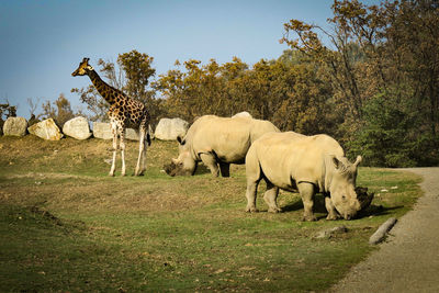 Horses standing on field against trees