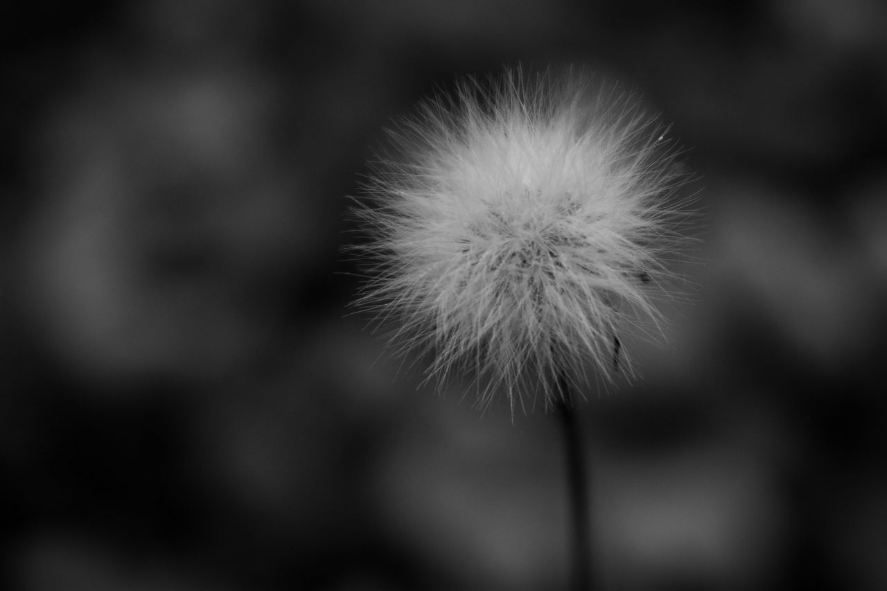 CLOSE-UP OF DANDELION AGAINST WHITE BACKGROUND