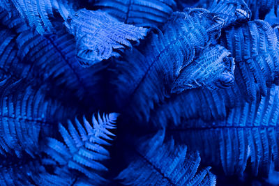 Detail shot of leaves