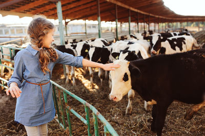 Girl touching calf in farm