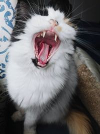 Close-up of cat yawning