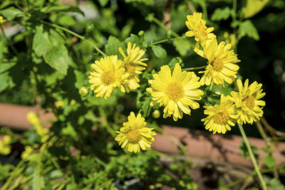 Close-up of yellow flowering plant