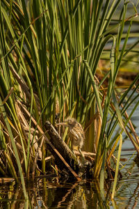 View of a bird in a lake