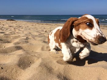 Close-up of dog on beach against sky