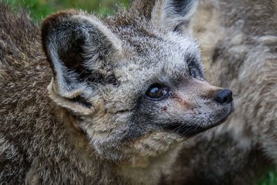 Close-up of an animal looking away