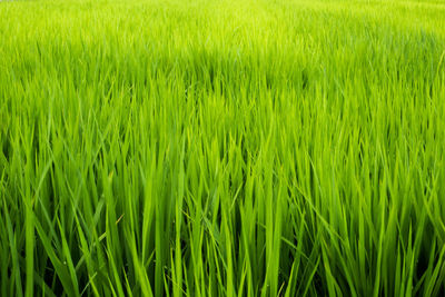 Close-up of crop in field