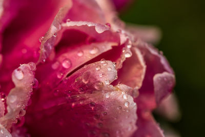 Close-up of wet plant