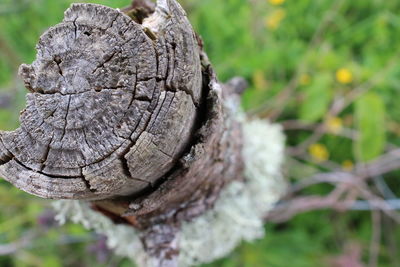 Close-up of damaged tree on field