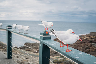 Seagull perching on railing against sea