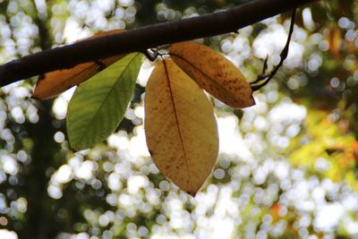 Low angle view of lizard on tree