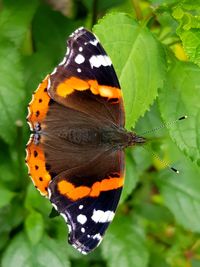 Close-up of butterfly on leaf