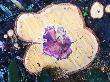 High angle view of tree stump in forest