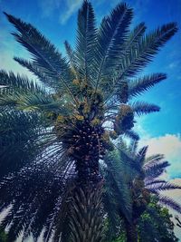 Low angle view of palm tree against blue sky