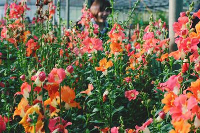 Close-up of flowering plants