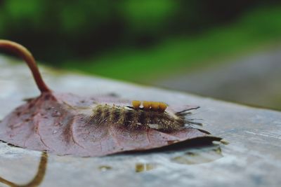 Close-up of insect on dry leaf