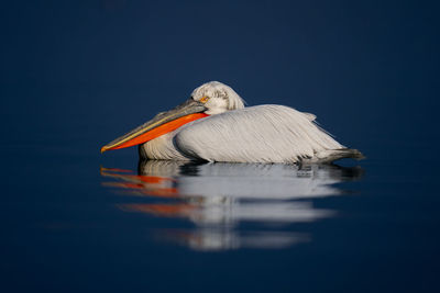 Close-up of pelican on lake