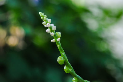 Close-up of green buds on plant