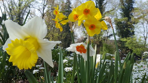 Close-up of yellow flowers blooming outdoors