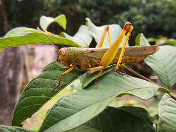 Close-up of insect on leaf