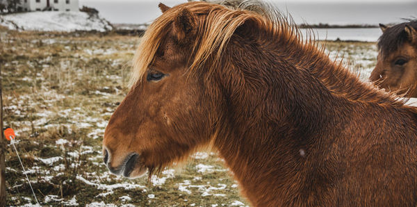 Horses in a field