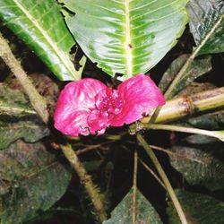 Close-up of pink flowers