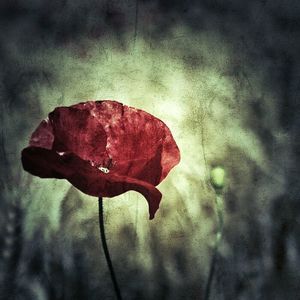 Close up of red flower against blurred background