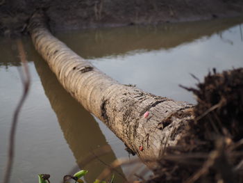 Close-up of plant by lake