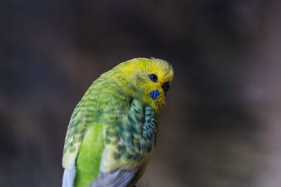 Close-up of parrot perching