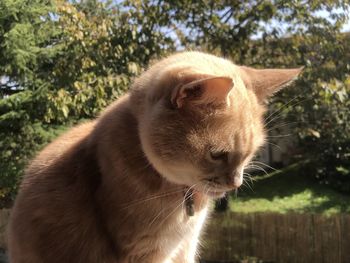 Close-up of a cat looking away