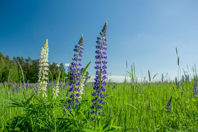 Purple flowering plants on field against blue sky