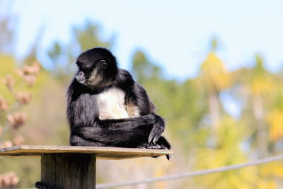 Close-up of monkey sitting outdoors