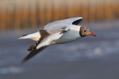 Close-up of seagull flying