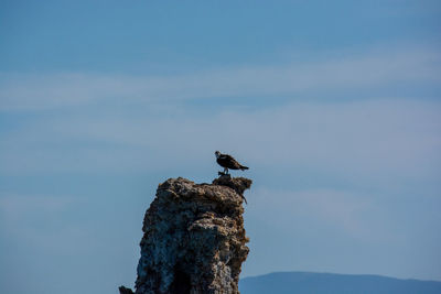 Low angle view of bird perching on rock