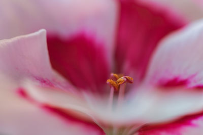 Close-up of pink flower