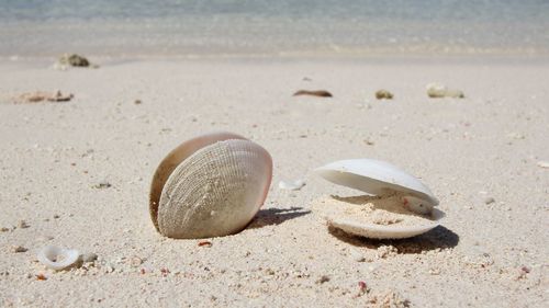 Close-up of shells on beach