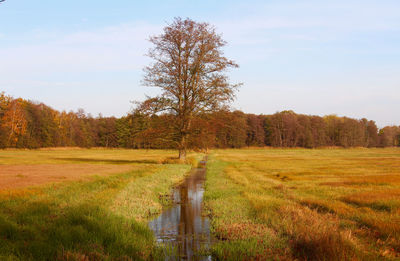 Scenic view of field against sky during autumn