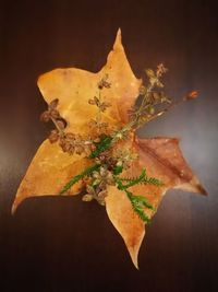 Close-up of yellow leaf
