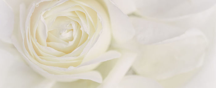 Close-up of white rose bouquet