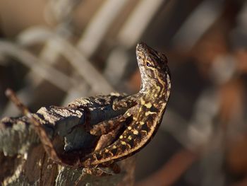 Close-up of lizard