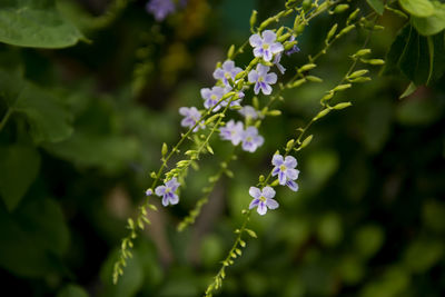 Close-up of flowers