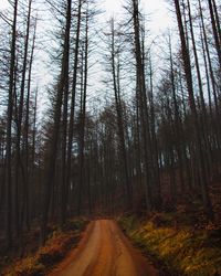 Road amidst trees in forest