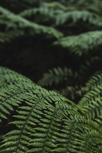 Full frame shot of fern leaves