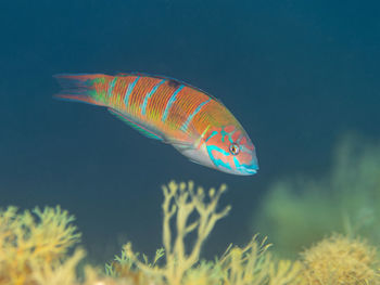 Thalassoma pavo