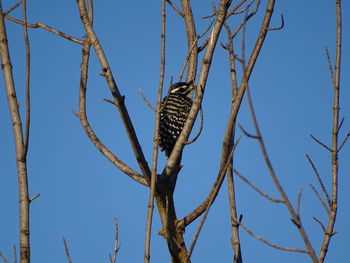 Low angle view of eagle perching on tree against clear blue sky