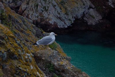 Seagull perching on rock